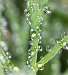 Dew drops on dill in the garden.