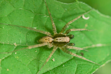 macro closeup, Spiders are eating bees, these spiders are known to eat small insects such as grasshoppers, flies, bees and other small spiders.