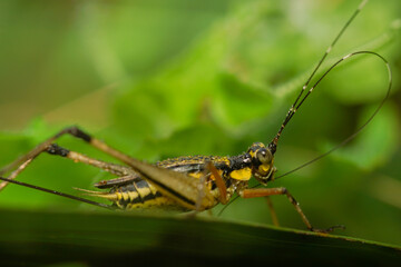 grasshopper on leaves. yellow green grasshopper on a leaf in the morning.
forest grasshopper on the grass.