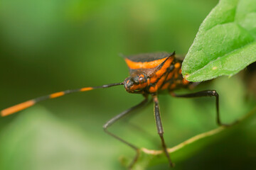 macrophotography of copulation of two red beetles in Poland on the green background.
Red cotton bugs are called cotton pest because their feeding activities leave an indelible yellow-brownish stain on