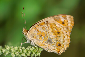 Butterfly. Beautiful butterfly on a leaf in the morning. This photo contains a beautiful butterfly with wings sitting on a green leaf. Cute and latest flower nature photo.