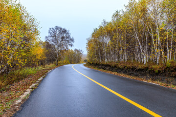 Obraz premium Asphalt road and autumn forest landscape on a cloudy day.Asphalt road and tree scene after rain.