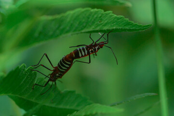 macrophotography of copulation of two red beetles in Poland on the green background.
Red cotton bugs are called cotton pest because their feeding activities leave an indelible yellow-brownish stain on