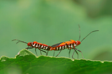 macrophotography of copulation of two red beetles in Poland on the green background.
Red cotton bugs are called cotton pest because their feeding activities leave an indelible yellow-brownish stain on