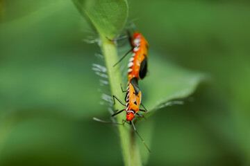 macrophotography of copulation of two red beetles in Poland on the green background.
Red cotton bugs are called cotton pest because their feeding activities leave an indelible yellow-brownish stain on
