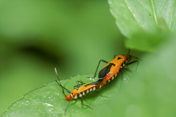 macrophotography of copulation of two red beetles in Poland on the green background.
Red cotton bugs are called cotton pest because their feeding activities leave an indelible yellow-brownish stain on