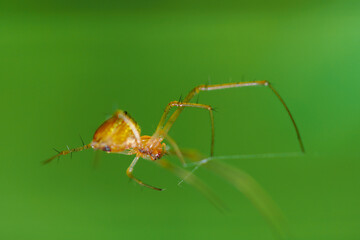 macro closeup, Spiders are eating bees, these spiders are known to eat small insects such as grasshoppers, flies, bees and other small spiders.