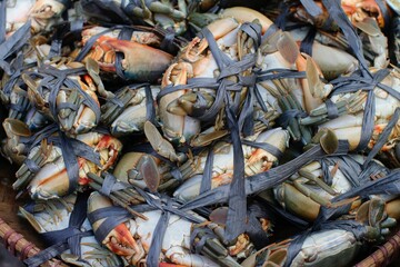 live crabs that are tied up and ready to be sold in the market