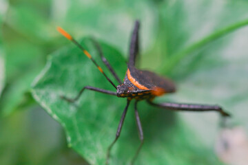 this animal is a very dangerous pest on rice crops, in Indonesia it is called the name 