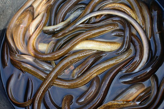 freshwater eel in the bucket at market