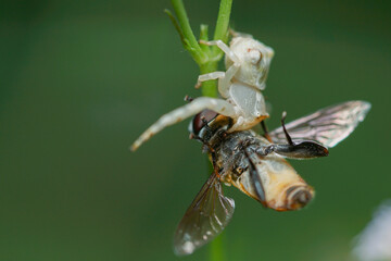 macro closeup, Spiders are eating bees, these spiders are known to eat small insects such as grasshoppers, flies, bees and other small spiders.
