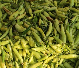 Tropical Small Green Chili. Close Up Green Chile