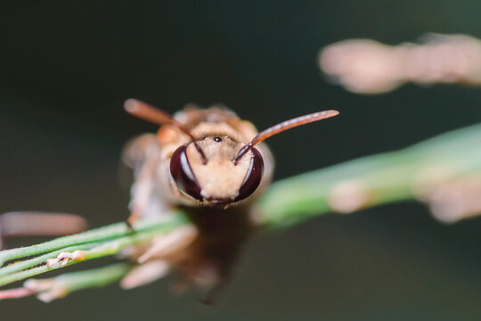 A Swarm Of Apis Trigona Bees Perch On A Dry Stem To Rest