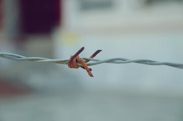 Close-up, view of a barbed-wire
