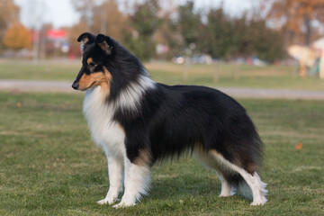 Smiling and fluffy black and white sable tricolor shetland sheepdog, sheltie standing in show stand...
