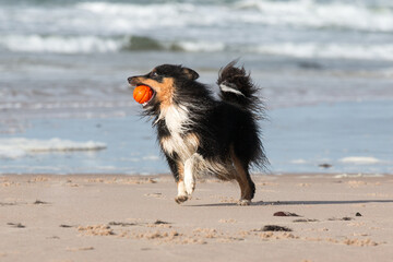Naklejka na ściany i meble Smiling and fluffy sable white shetland sheepdog, sheltie running fast with ball, dog toy on the sea beach. Smart little collie dog running full speed to the owner with yellow toy on sunny day 