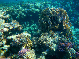 Plakat Koralle und Muschel / Coral and Shell /