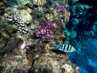 Oberfeldwebel oder Indopazifischer Sergeant / Sergeant major or Indo-Pacific sergeant / Abudefduf vaigiensis