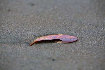 Dry leaves on the beach