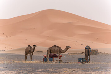 Fototapeta na wymiar Dromedare in der Sahara