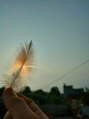feather in hand , sunrise 