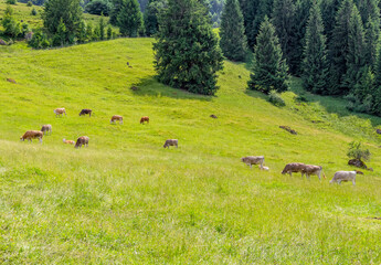 Cattle at Upper Allgaeu