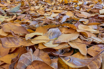 Fallen yellow leaves of a walnut lie on the ground.
