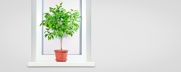 Ficus benjamina plant in a brown pot on a windowsill. Houseplant for phytodesign and landscaping. Copy space.