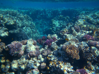 Fototapeta na wymiar Koralle und Muschel / Coral and Shell /