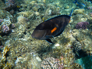 Arabischer Doktorfisch oder Sohaldoktorfisch / Sohal surgeonfish / Acanthurus sohal