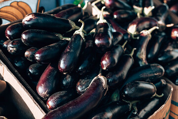 Fresh organic healthy eggplant vegetables in plastic boxes armers market. Local products.
