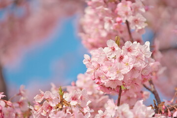 朗らかな春の日差し