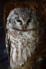 Close-up of an owl on a dark background