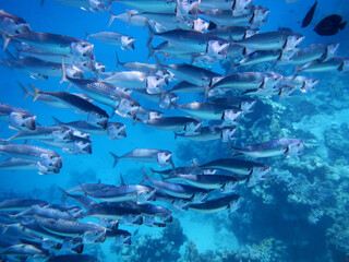Indische Makrele oder Großmaul-Makrele ./ Indian mackerel / Rastrelliger kanagurta