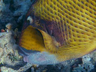 Riesen-Drückerfisch oderTitan-Drückerfisch / Titan triggerfish or Giant triggerfish / Balistoides...