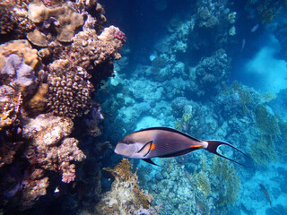 Fototapeta na wymiar Arabischer Doktorfisch oder Sohaldoktorfisch / Sohal surgeonfish / Acanthurus sohal