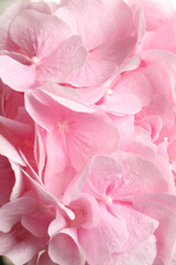 Obraz na płótnie Canvas Beautiful pink hortensia flowers as background, closeup