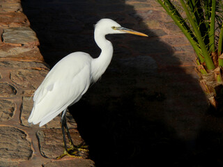 Silberreiher / Great Egret / Ardea alba
