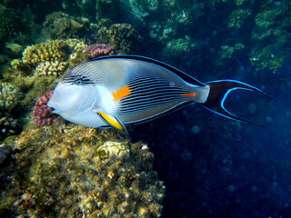 Arabischer Doktorfisch oder Sohaldoktorfisch / Sohal surgeonfish / Acanthurus sohal