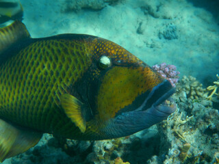 Riesen-Dr&uuml;ckerfisch oderTitan-Dr&uuml;ckerfisch / Titan triggerfish or Giant triggerfish / Balistoides viridescens.