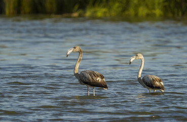 Juvenile Greater Flamingos