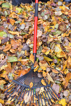 Gardening leaf rake on the background of autumn leaves in the garden. Collecting autumn leaves in the garden, fall yard cleanup.