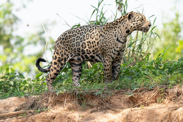 Jaguar (Panthera onca)