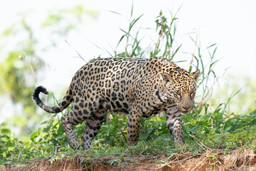 Jaguar (Panthera onca)