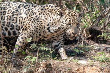 Jaguar (Panthera onca)