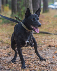 three-legged dog disabled at animal shelter