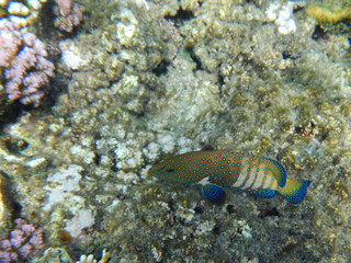 Pfauen-Zackenbarsch / Cephalopholis argus / Cephalopholis argus