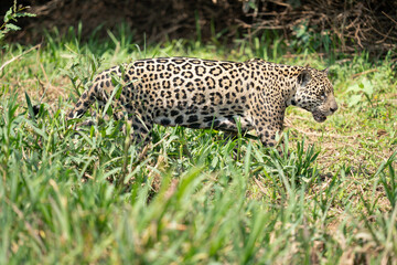 Jaguar (Panthera onca)