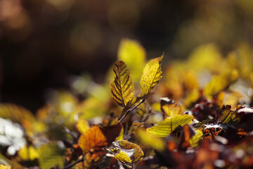 Autumn foliage in the warm rays of the autumn sun.