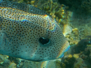 Gepunkteter Igelfisch / Spotted Porcupinefish / Diodon hystrix